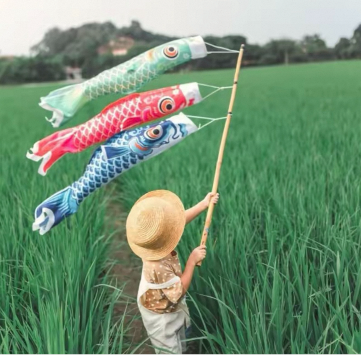 Japanese silk koinobori carp flags displayed outdoors in a green field